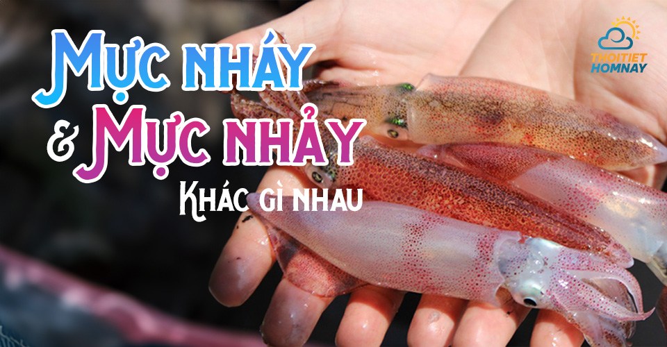 Mực nháy và mực nhảy khác gì nhau? Lý do hút khách “sành ăn”? Cách chọn mực