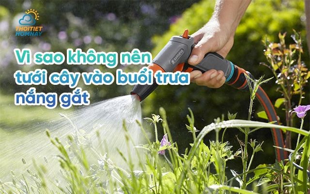 Không nên tưới cây vào buổi trưa nắng gắt vì sao? Thời điểm nào nên tưới cây?