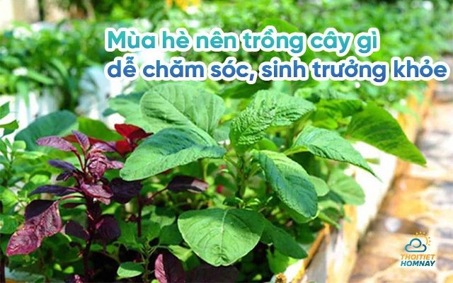 Mùa hè nên trồng cây gì vừa dễ chăm sóc vừa sinh trưởng tốt?