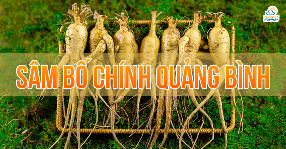 Sâm Bố Chính Quảng Bình - món quà quý từ thiên nhiên ban tặng